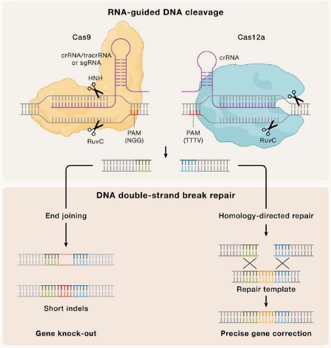 Cell｜CRISPR基因編輯技術(shù)的過去、現(xiàn)在和未來(圖2)