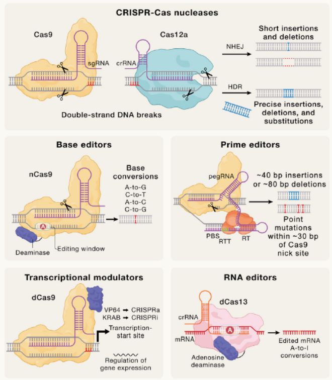 Cell｜CRISPR基因編輯技術(shù)的過去、現(xiàn)在和未來(圖4)