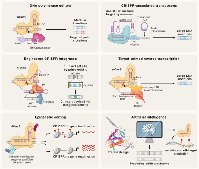 Cell｜CRISPR基因編輯技術(shù)的過去、現(xiàn)在和未來(圖7)