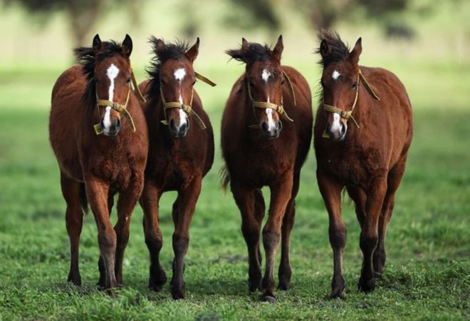 Nature：首批CRISPR基因編輯馬誕生肌肉更強(qiáng)跑得更快！(圖1)