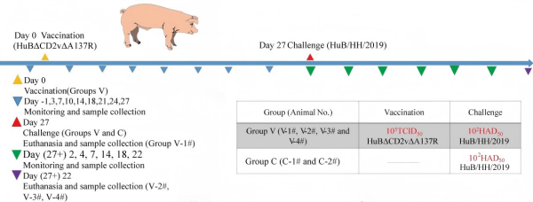 具有高效免疫保護(hù)作用的非洲豬瘟減毒毒株成功構(gòu)建(圖1)
