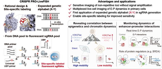 清華大學王海峰團隊、頡偉團隊與合作者開發(fā)新型CRISPR活細胞成像技術(shù)揭示染色質(zhì)動態(tài)調(diào)控機制(圖1)